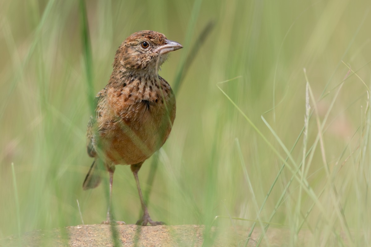 Eastern Clapper Lark - ML529177771