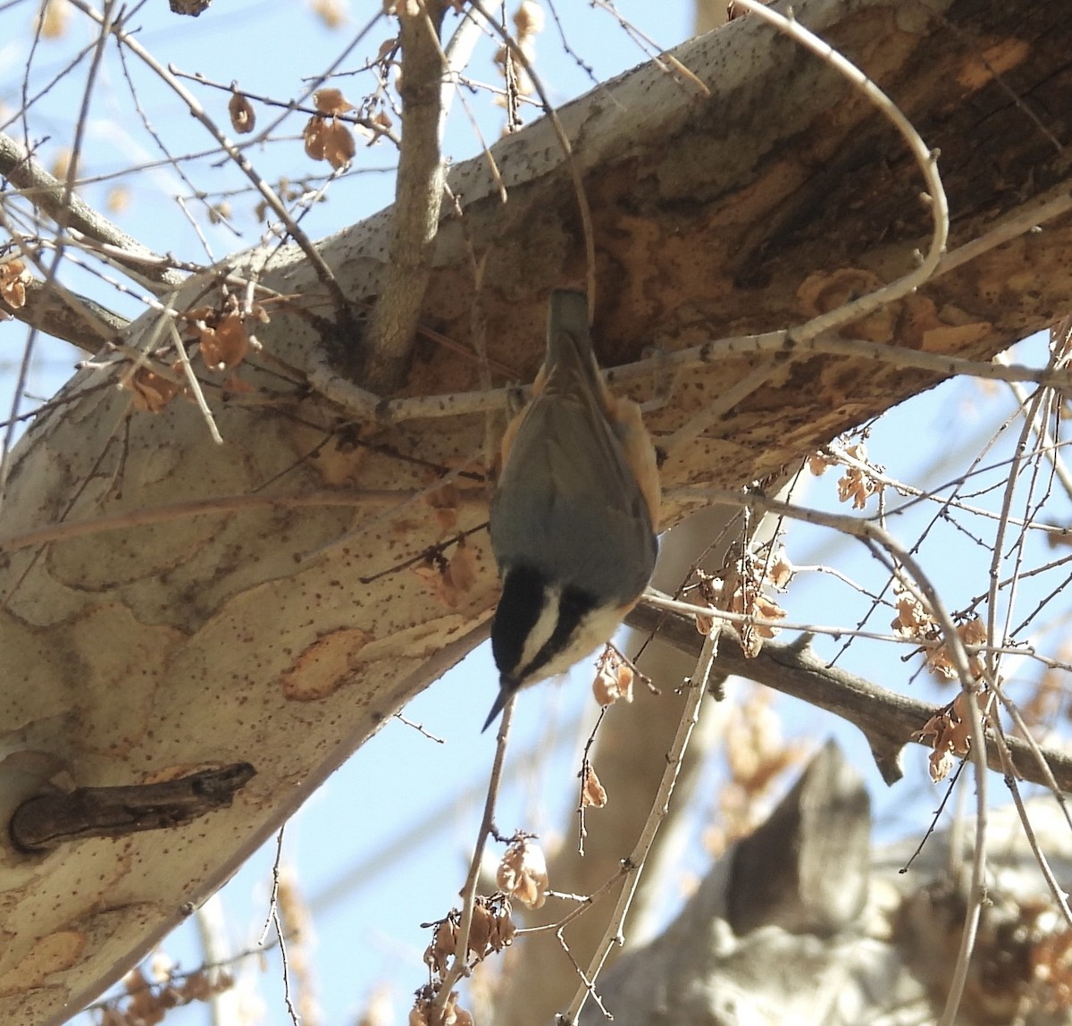 Red-breasted Nuthatch - ML529178441