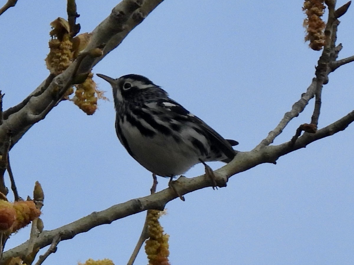 Black-and-white Warbler - ML529181001