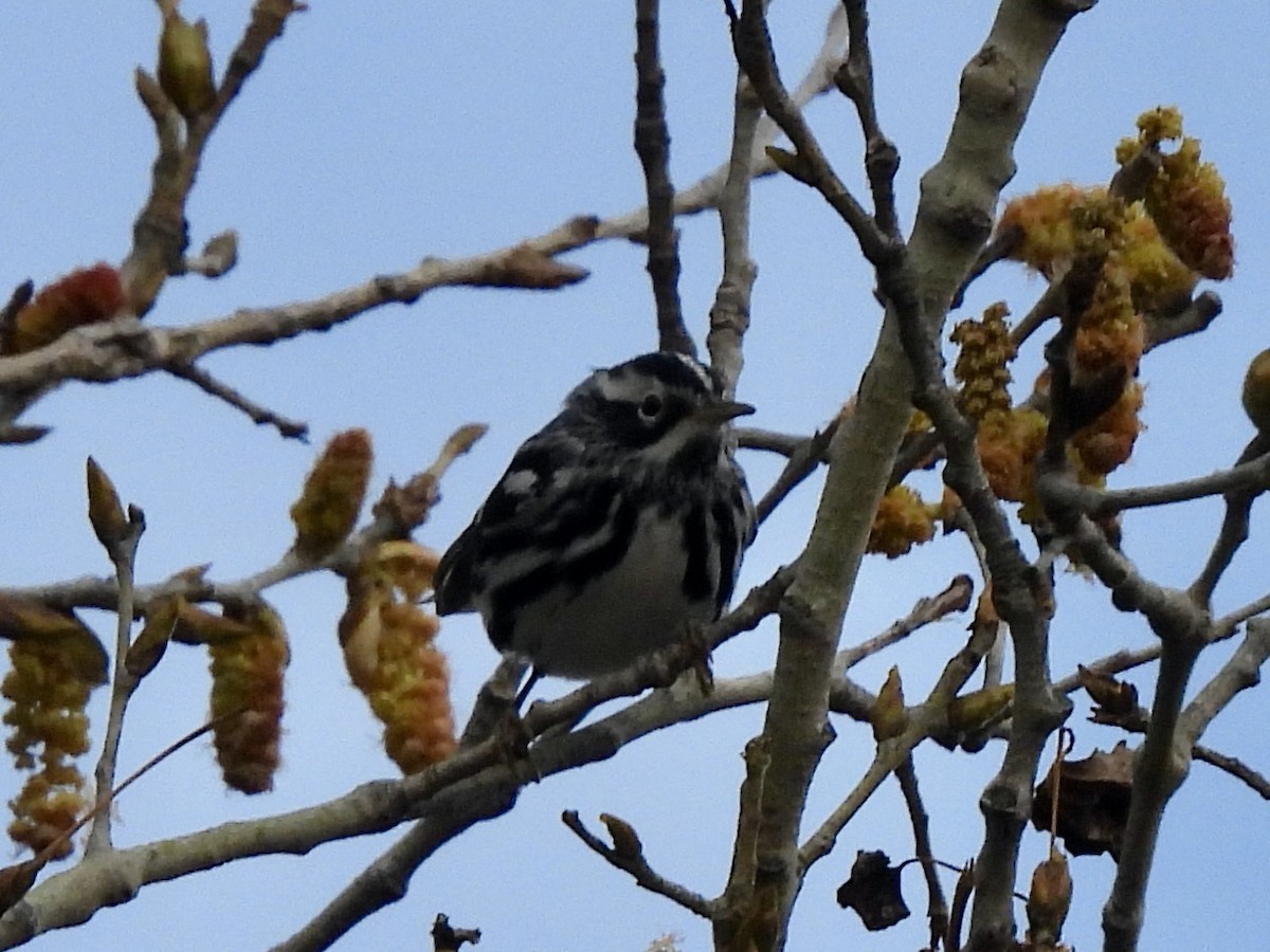 Black-and-white Warbler - ML529181011