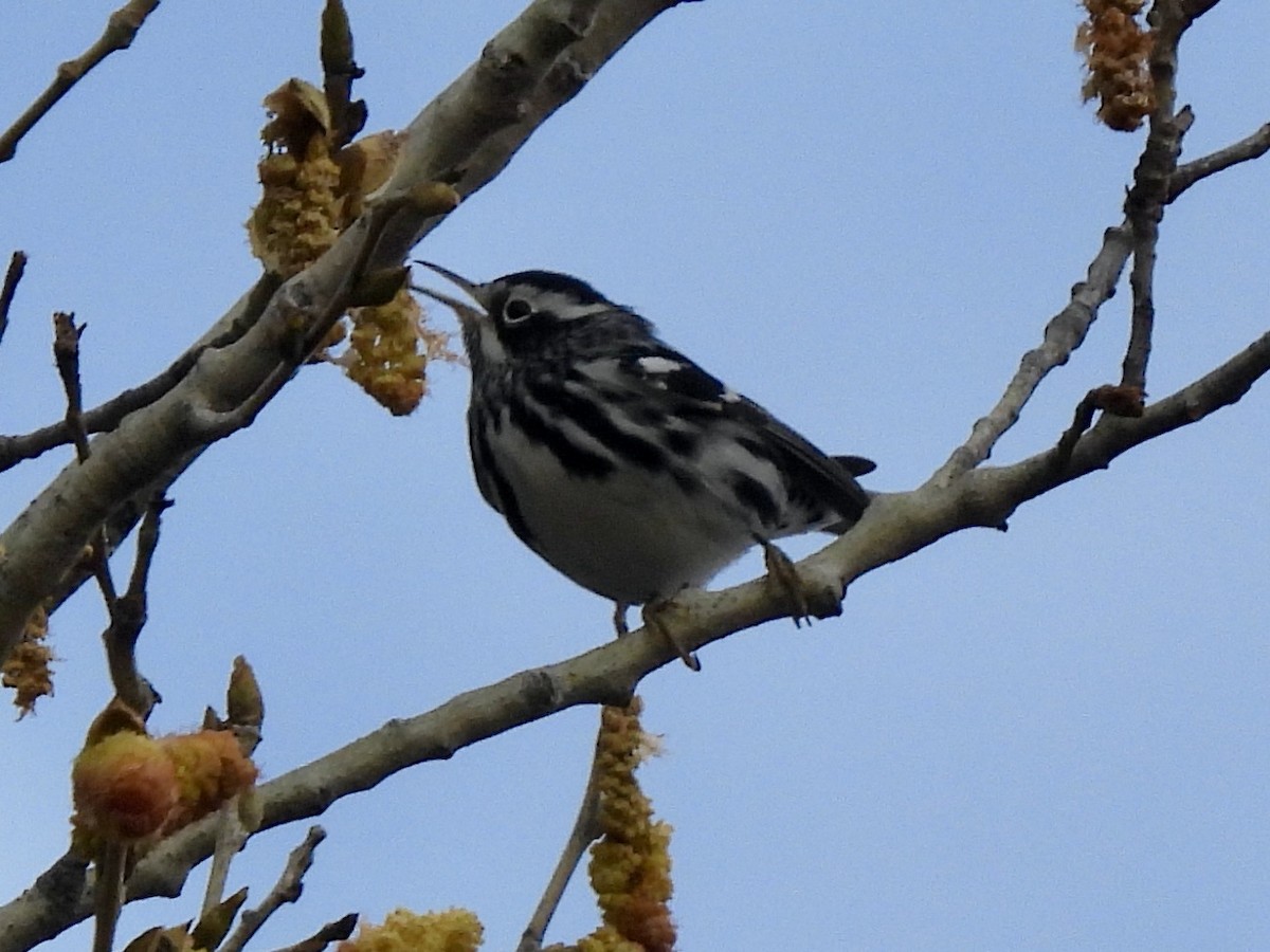 Black-and-white Warbler - ML529181021