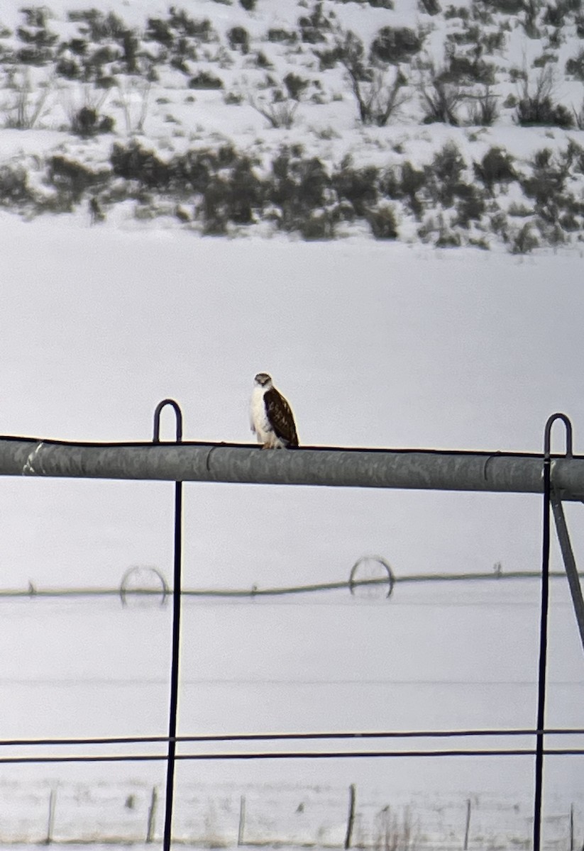 Ferruginous Hawk - ML529181511