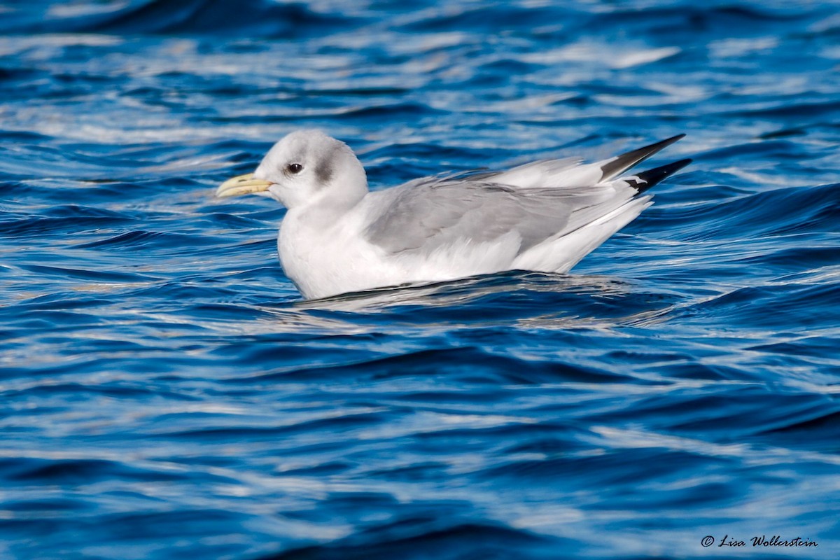 Black-legged Kittiwake - ML529181921