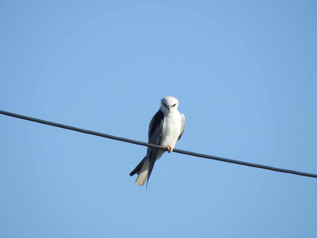 White-tailed Kite - ML529182261