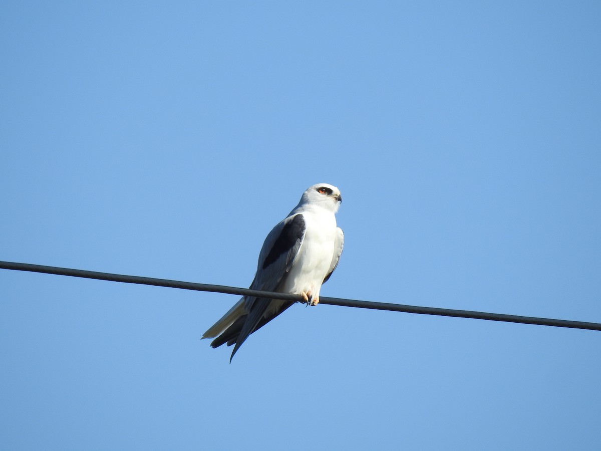 White-tailed Kite - ML529182321