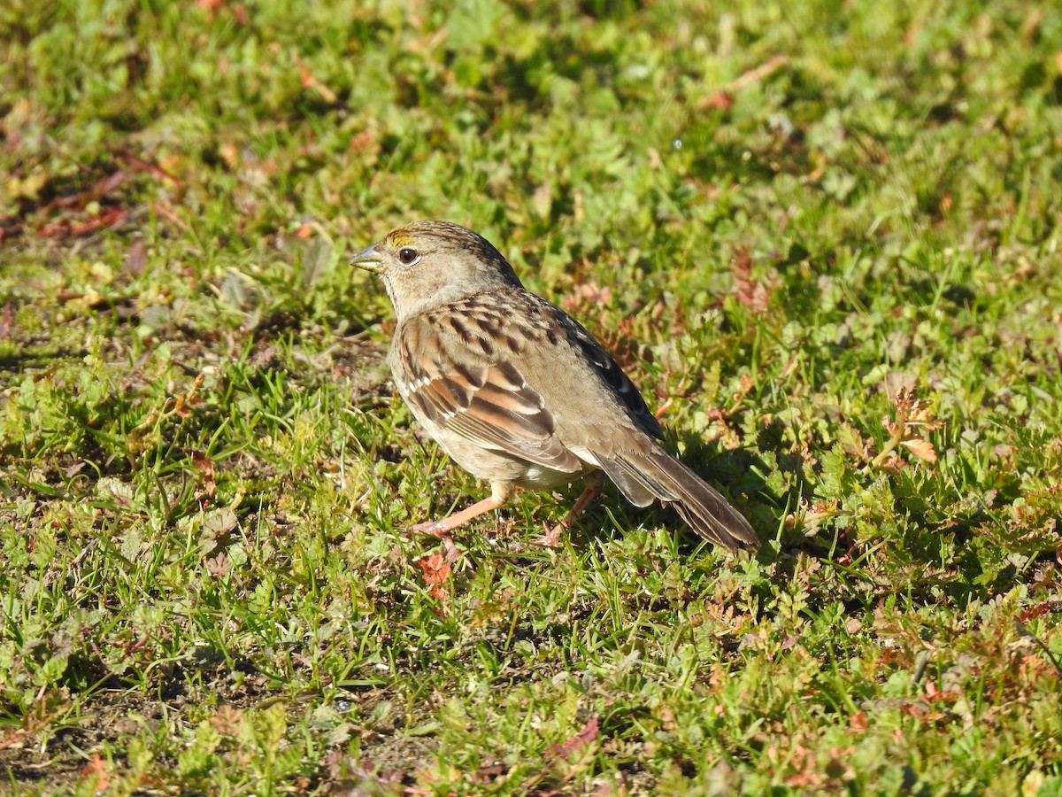 Golden-crowned Sparrow - ML529182951