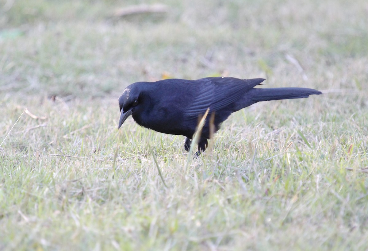 Cuban Blackbird - ML529183001