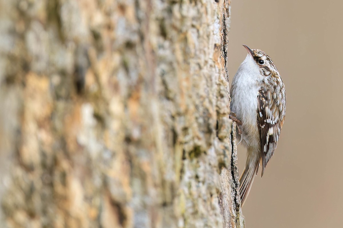 Brown Creeper - ML529183911