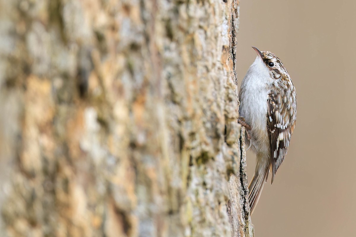 Brown Creeper - ML529183911