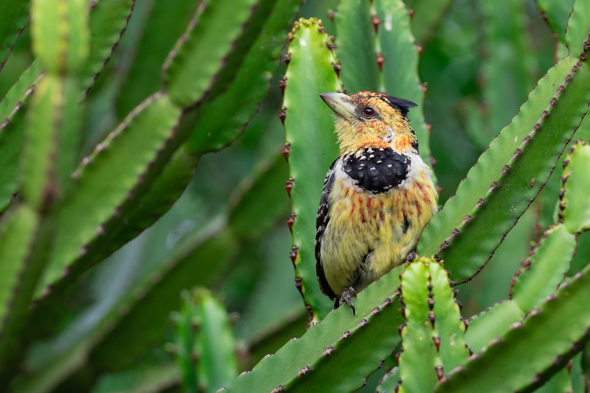 Crested Barbet - ML529184261