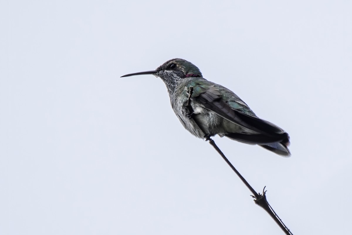 White-vented Violetear - ML529184331