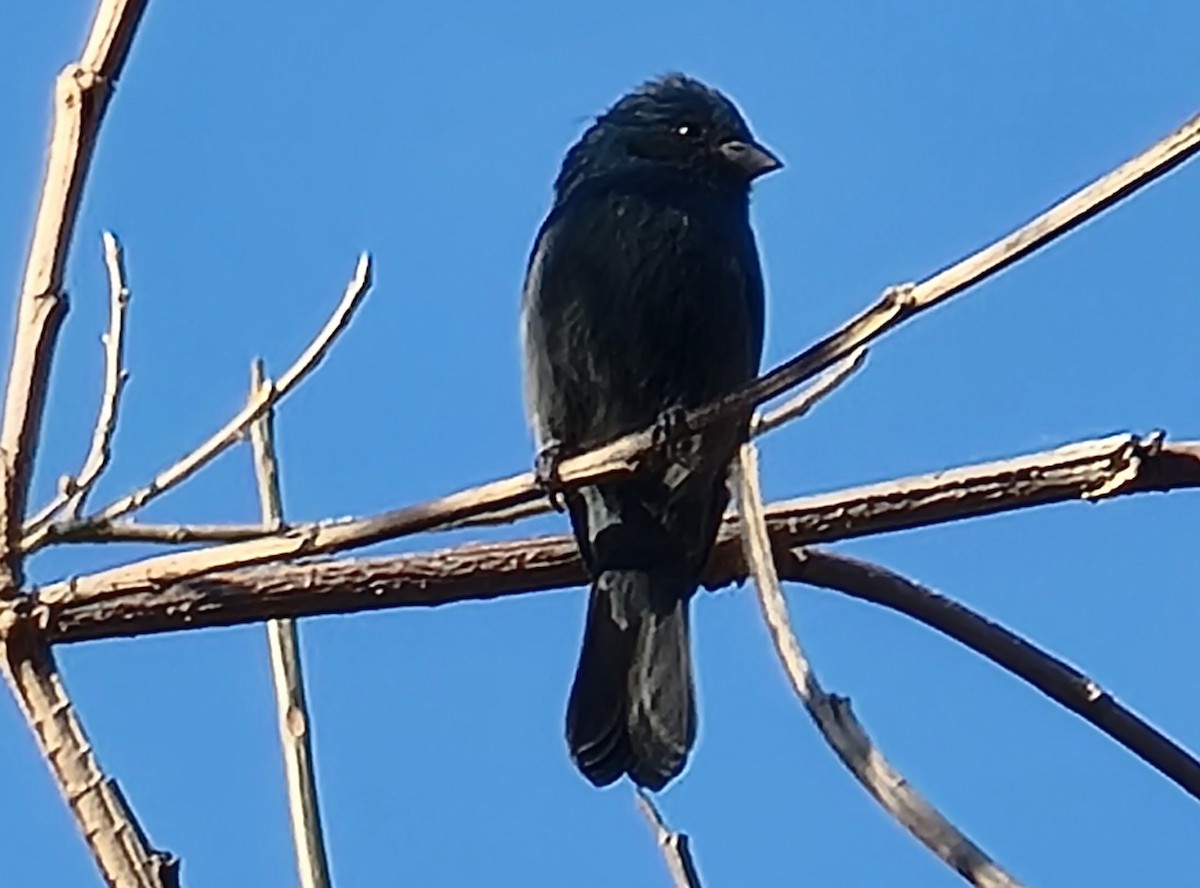 Blue Seedeater (Slate-blue) - ML529184341