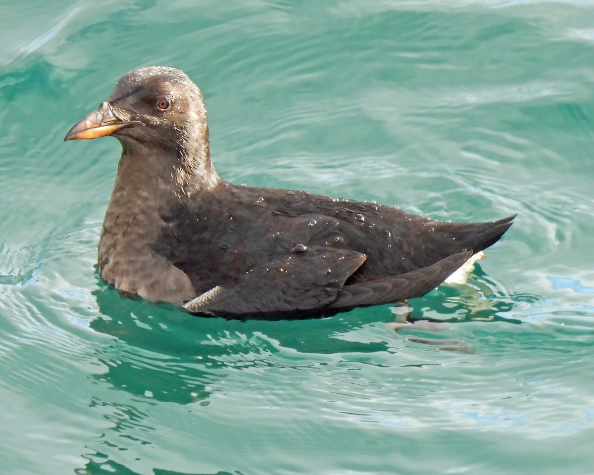 Rhinoceros Auklet - ML529187081