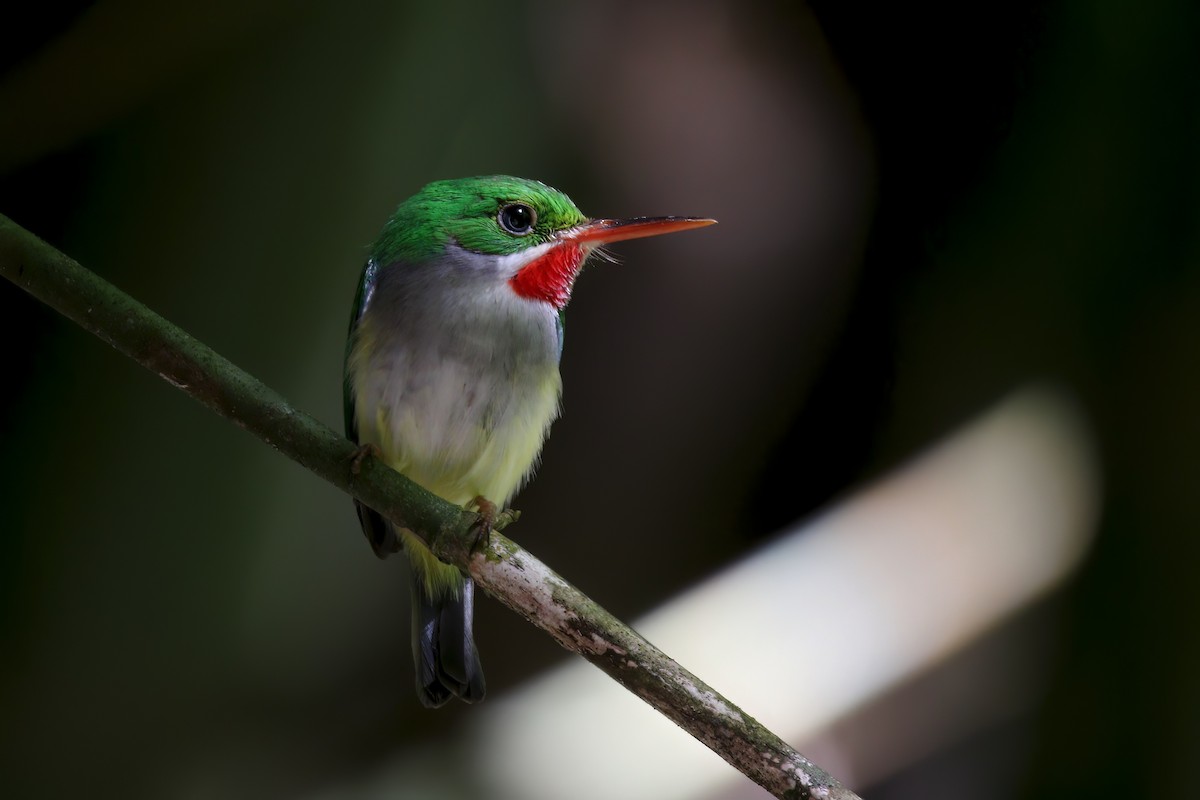 Puerto Rican Tody - Liam Ragan