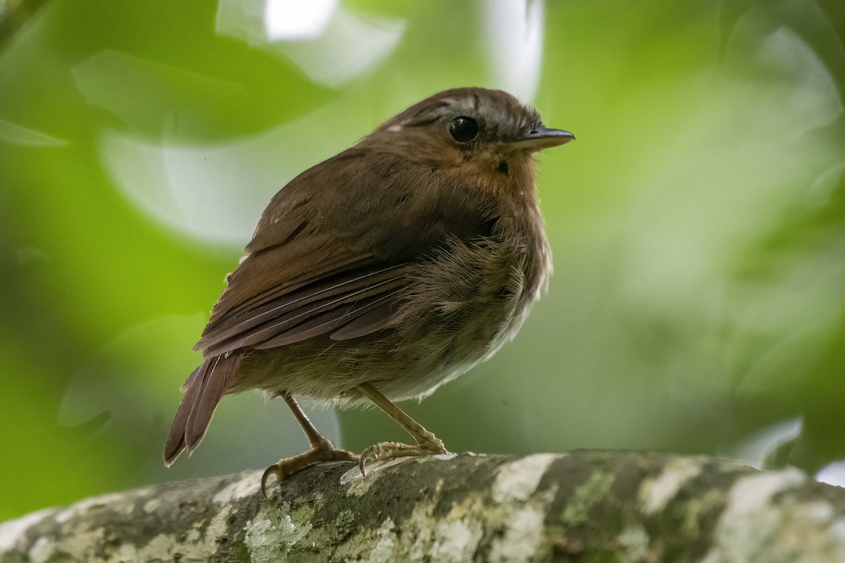 Rufous Gnateater - ML529187691