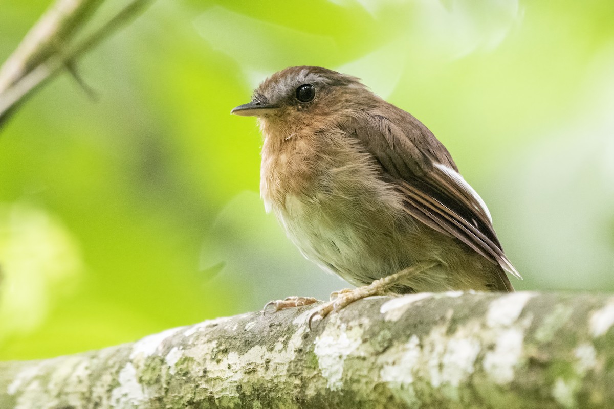 Rufous Gnateater - ML529187701