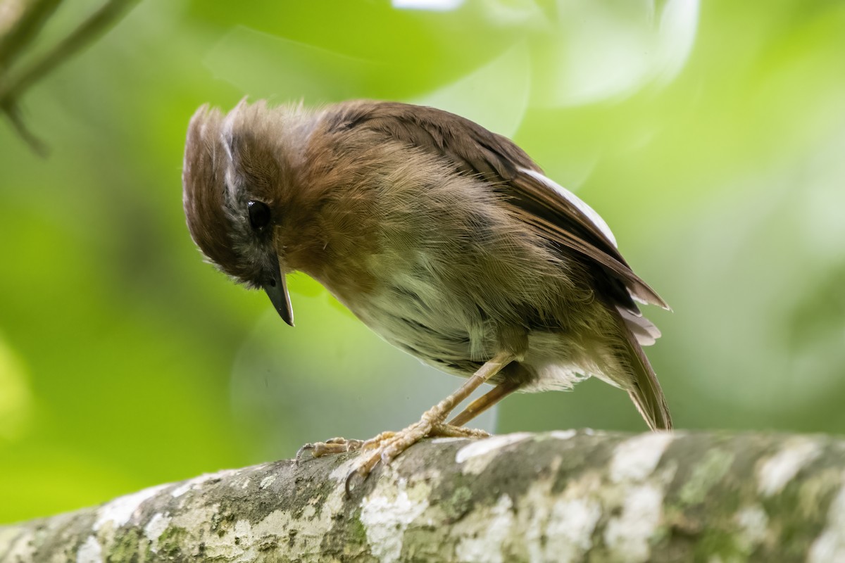 Rufous Gnateater - ML529187741