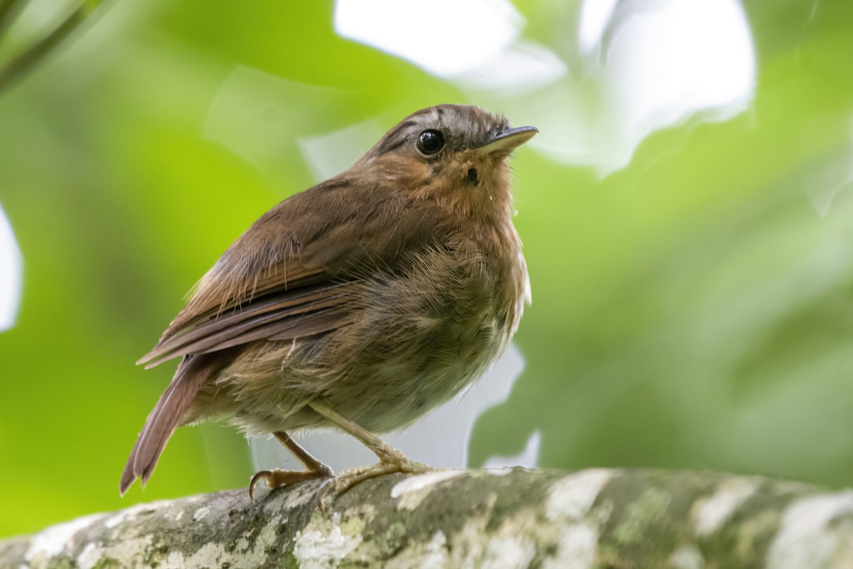 Rufous Gnateater - ML529187751