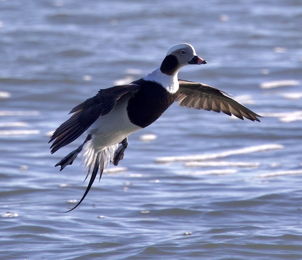 Long-tailed Duck - Kim Abplanalp