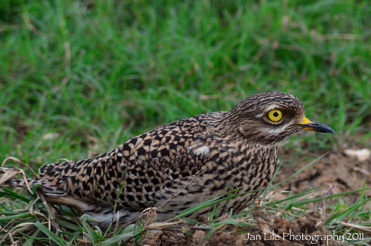 Spotted Thick-knee - Jan Lile