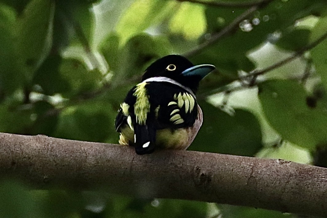 Black-and-yellow Broadbill - ML529189001