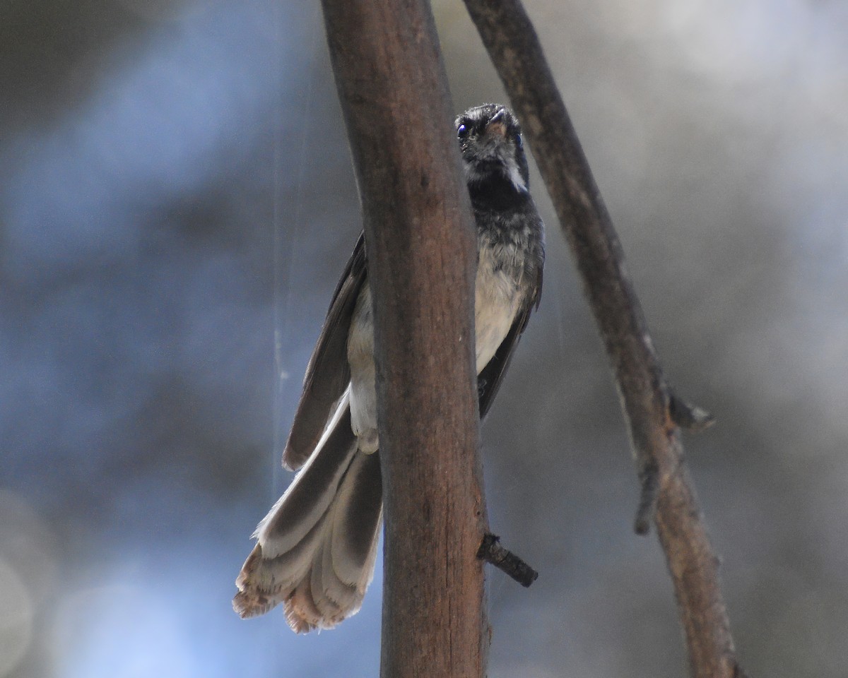 Gray Fantail - ML529189771