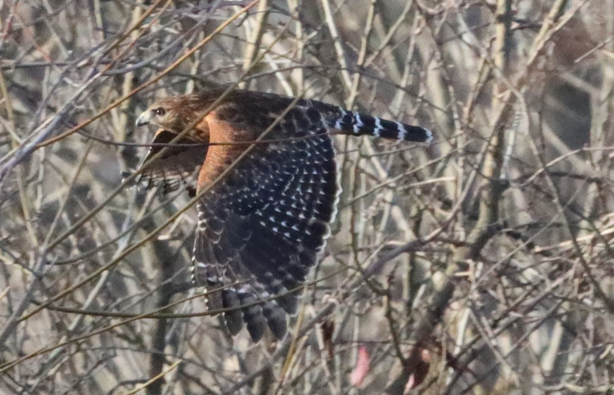 Red-shouldered Hawk - ML529190911