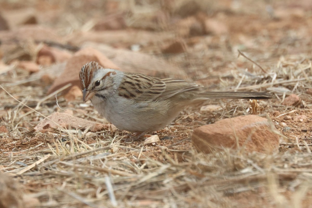 Rufous-winged Sparrow - ML529190981