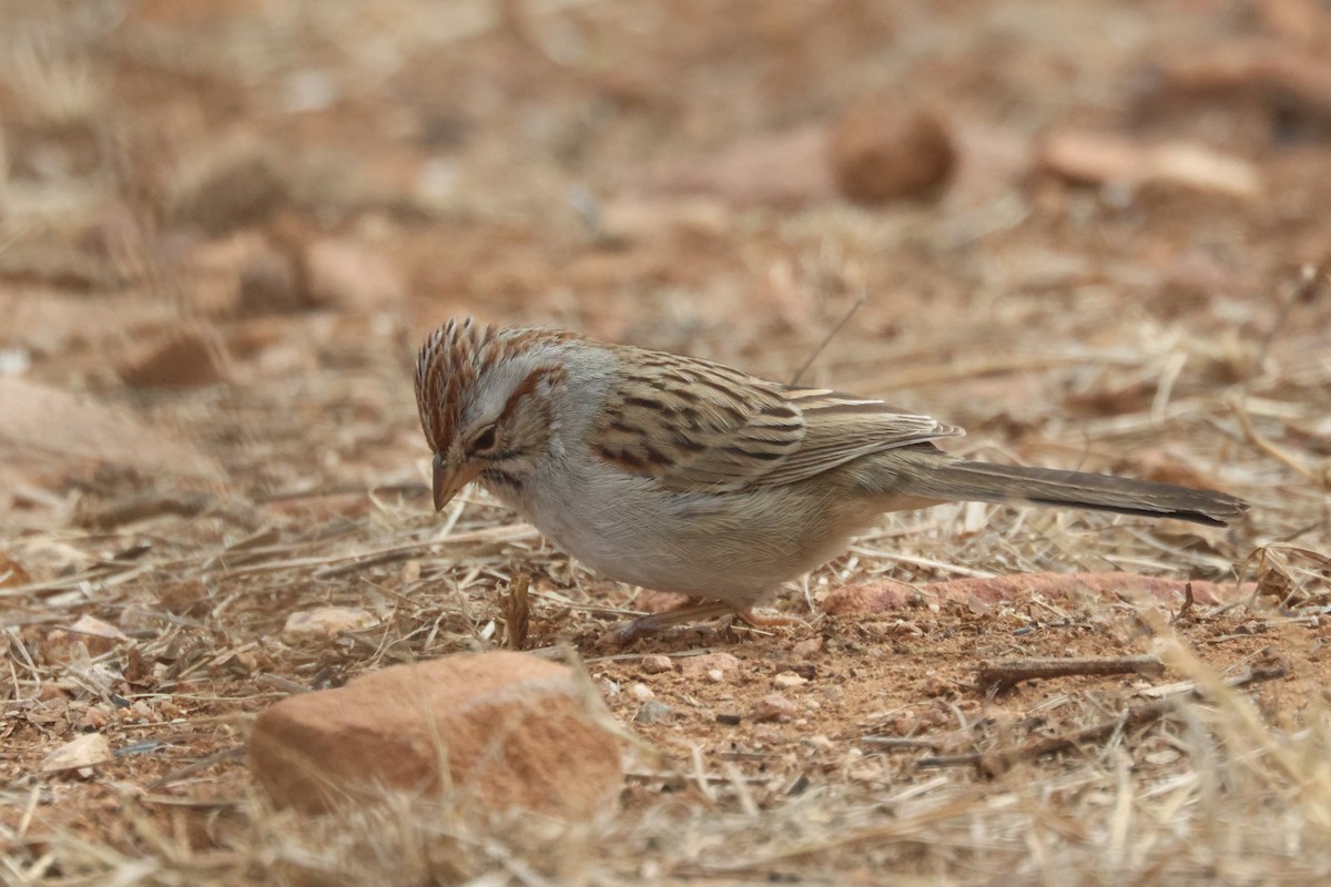 Rufous-winged Sparrow - ML529190991