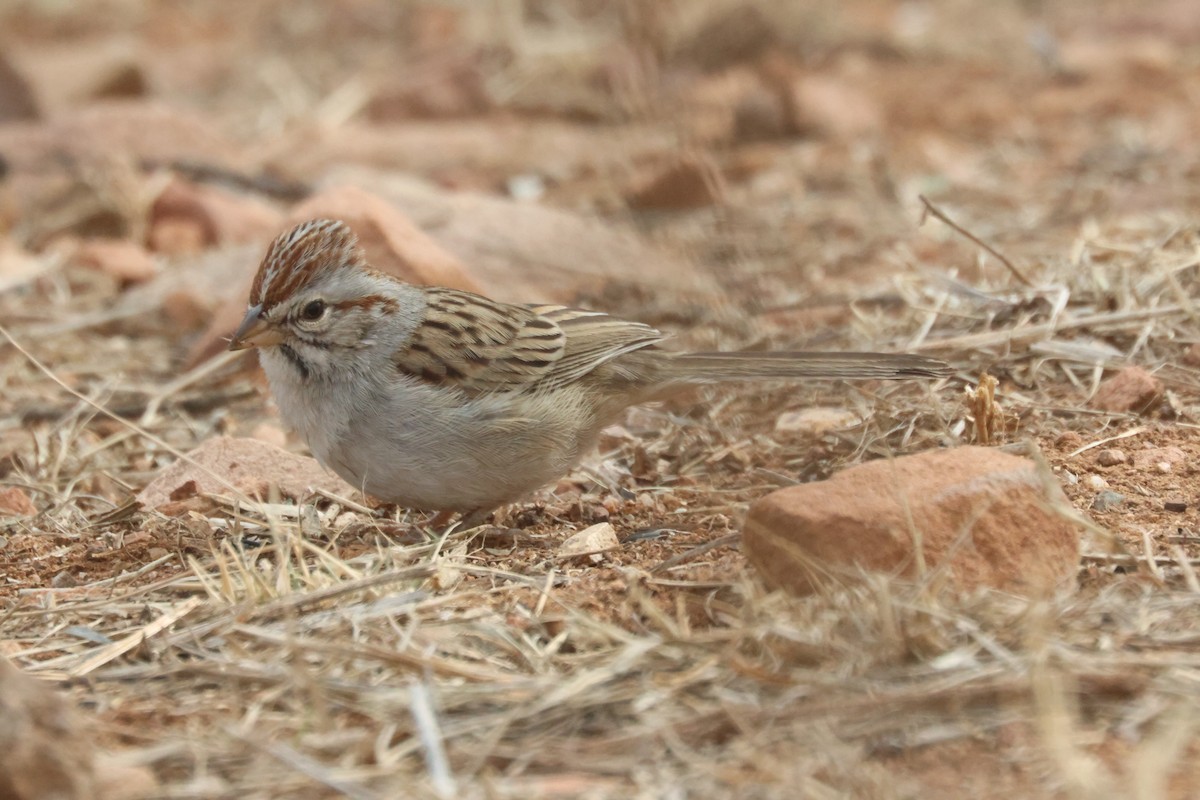 Rufous-winged Sparrow - ML529191001