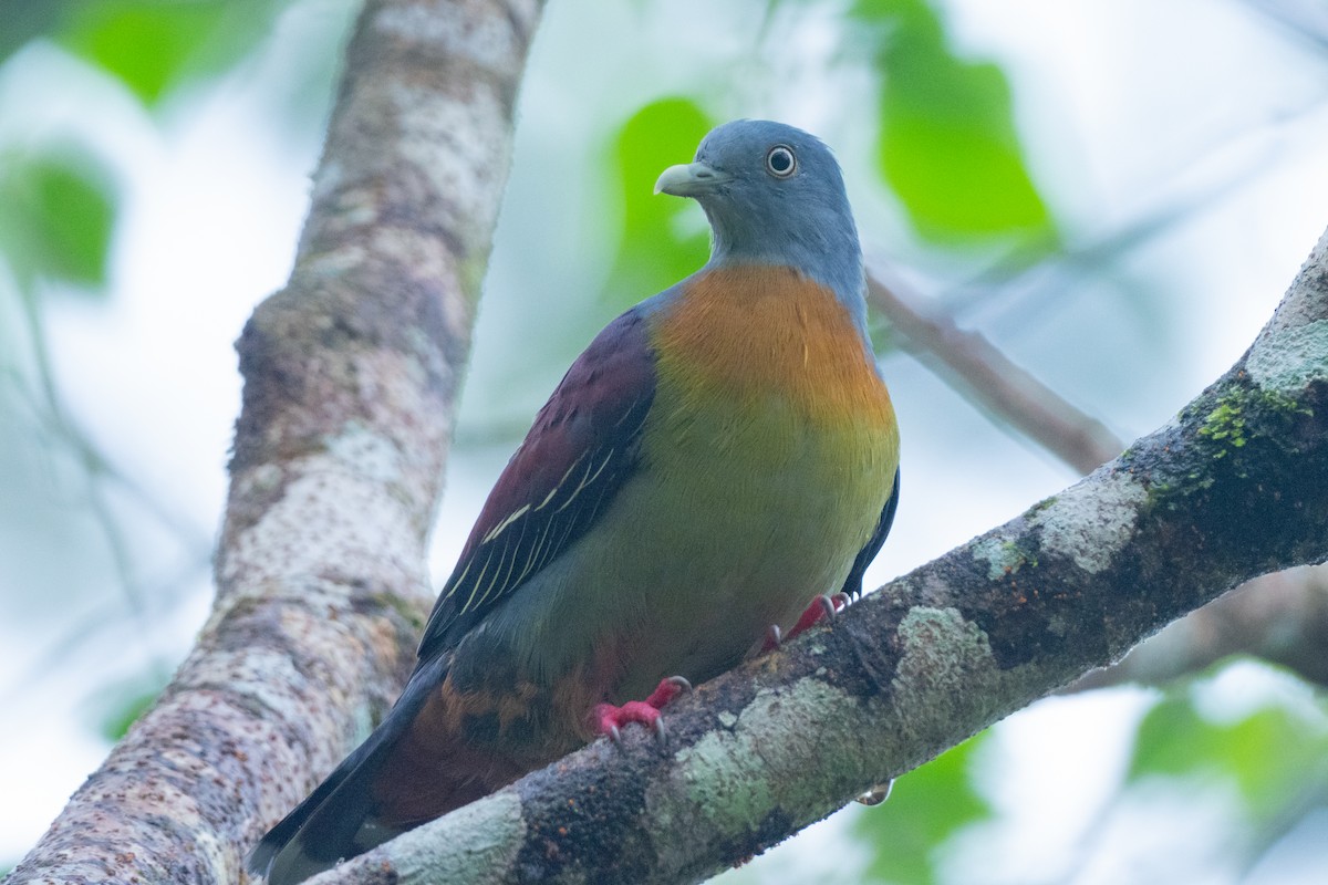 Little Green-Pigeon - Phil Chaon