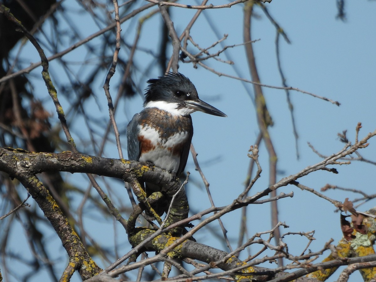 Belted Kingfisher - ML529192661