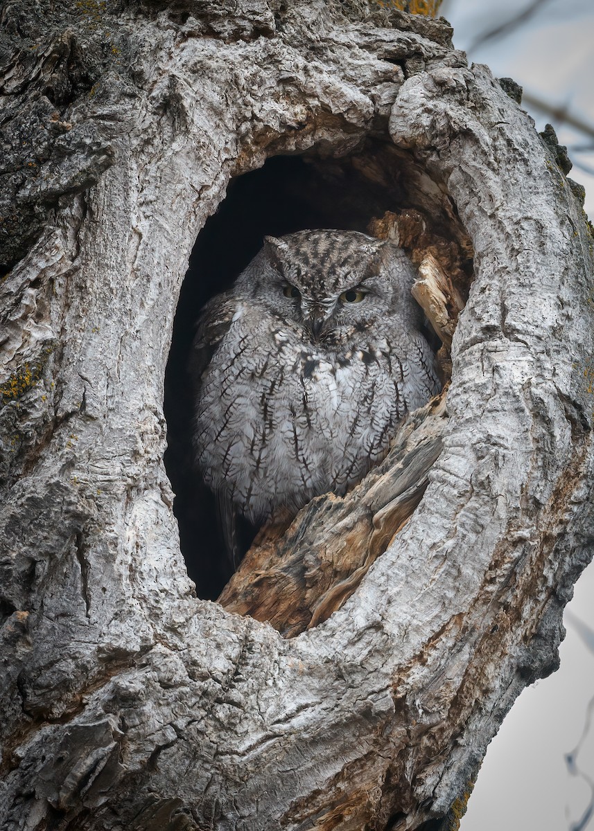 Western Screech-Owl - ML529192751