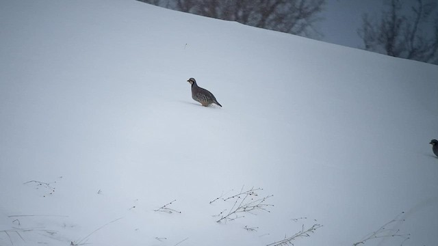 Chukar - ML529192971