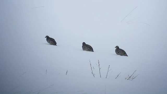 Chukar - ML529193001