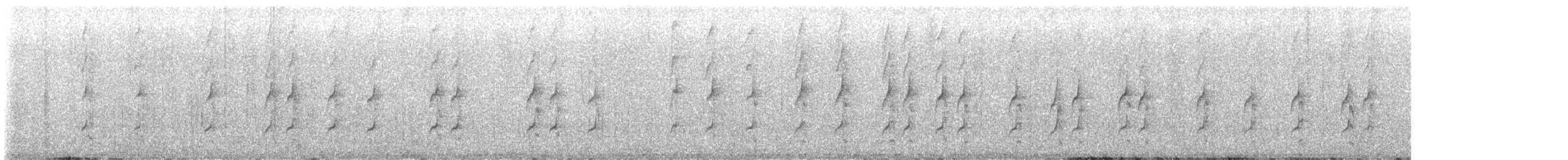 strekørestifthale (baroni gr.) (inkastifthale) - ML529194021