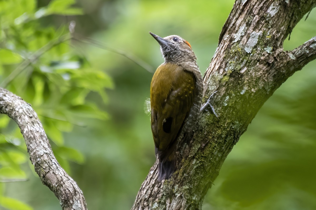 Little Woodpecker - ML529195451