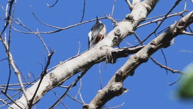 Puerto Rican Woodpecker - ML529195791