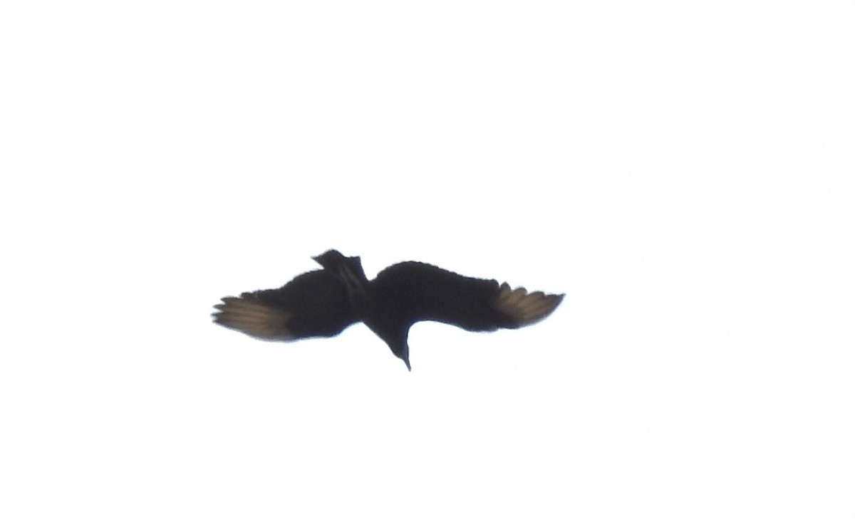 Black Vulture - ML529196801
