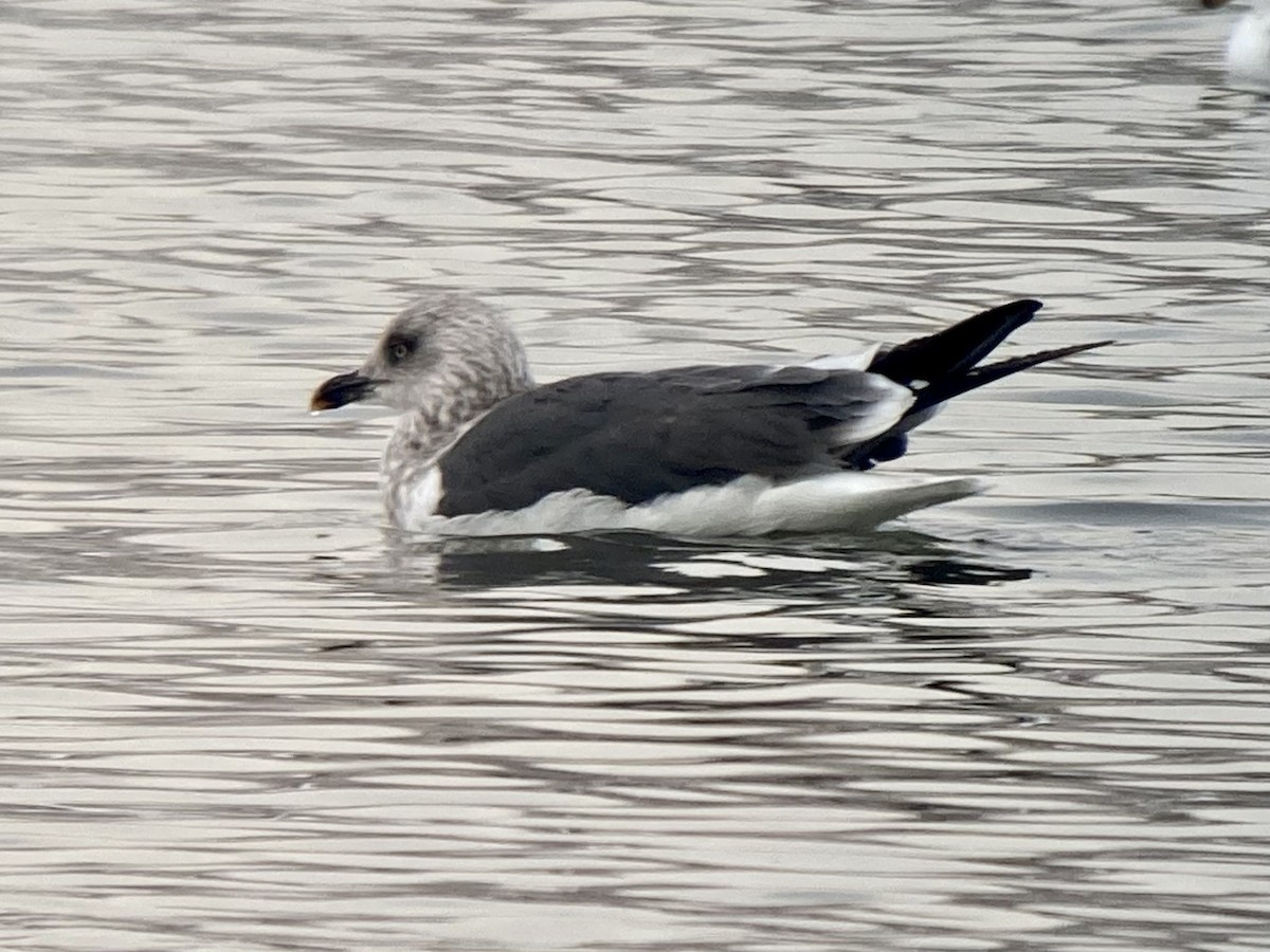 Lesser Black-backed Gull - ML529197531