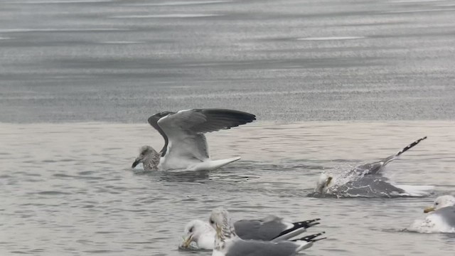 小黑背鷗 - ML529197581