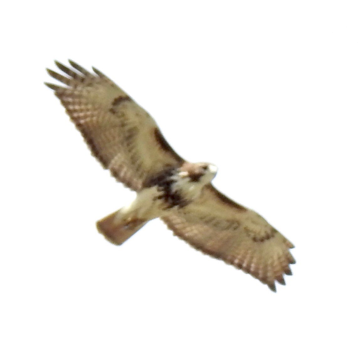 Red-tailed Hawk - ML529198911