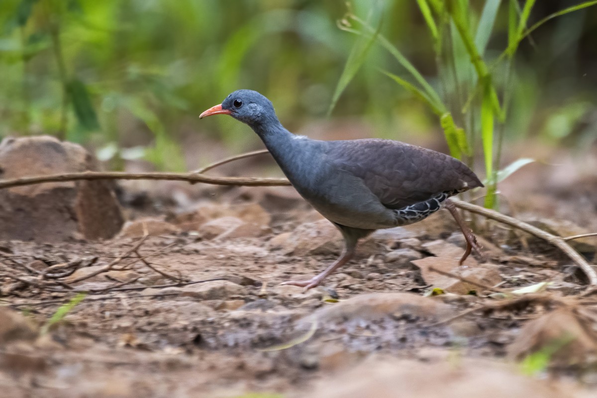 Tataupa Tinamou - ML529199291