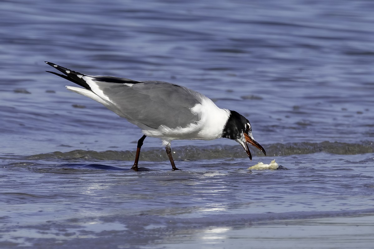 Laughing Gull - Mel Green