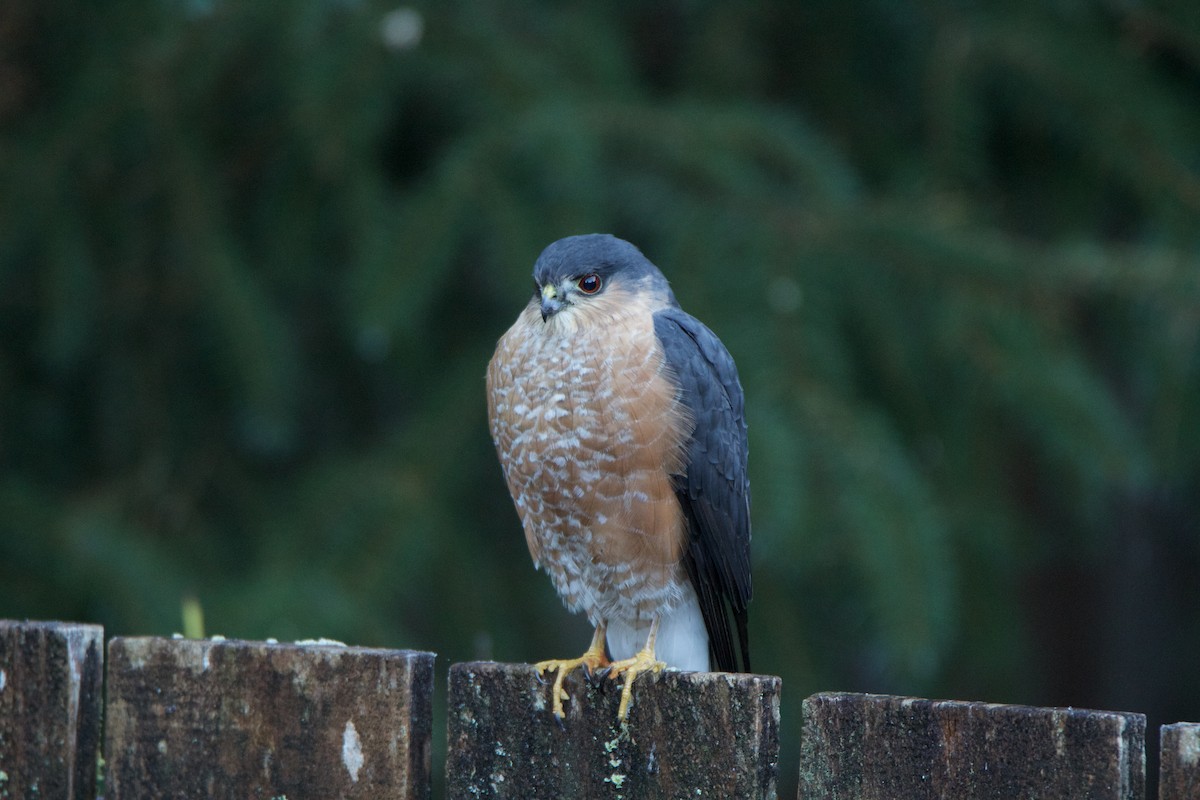 Sharp-shinned Hawk - ML529201481