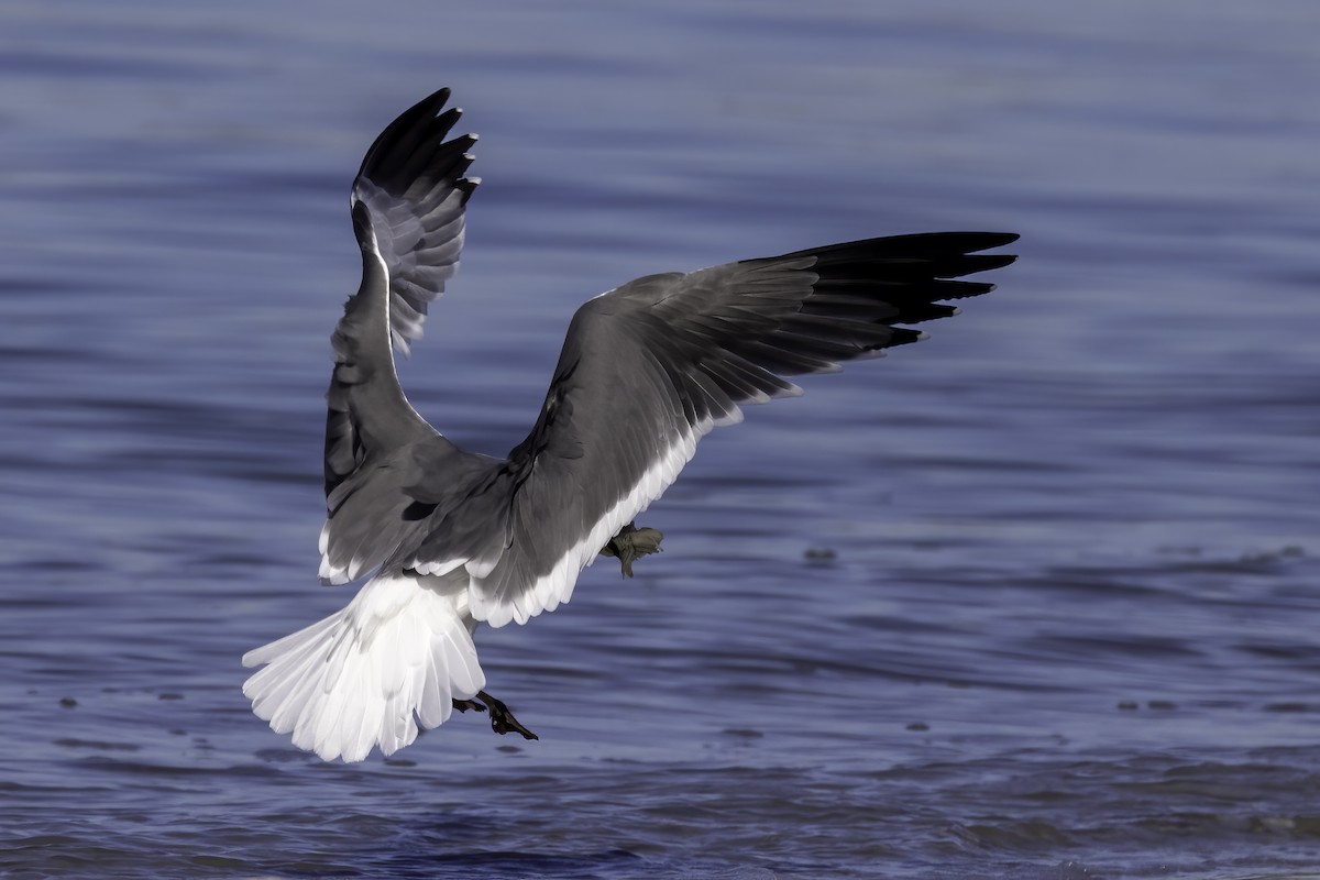 Mouette atricille - ML529201501