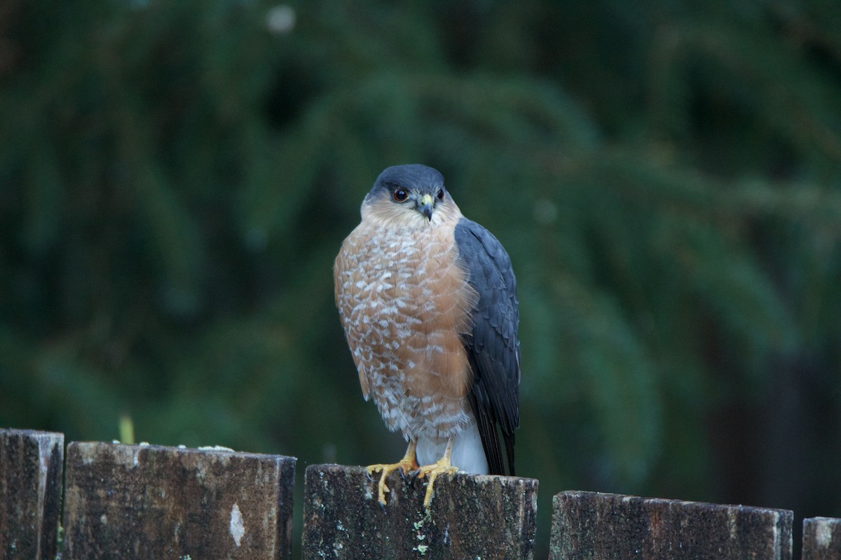 Sharp-shinned Hawk - ML529201541