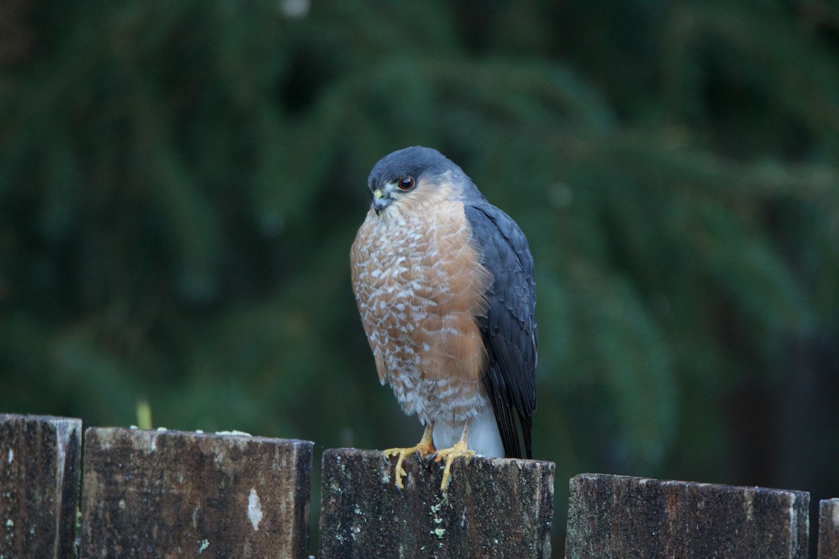 Sharp-shinned Hawk - ML529201571