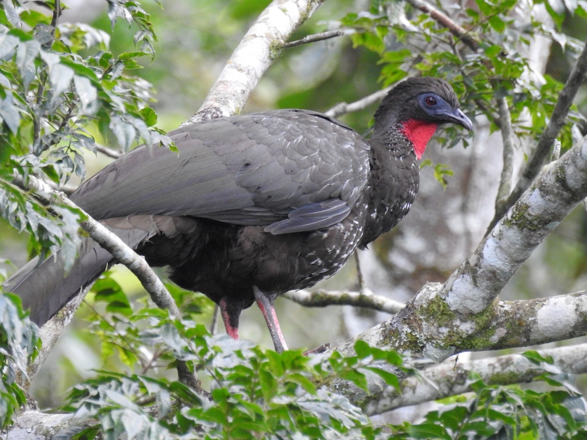 Crested Guan - ML529201751