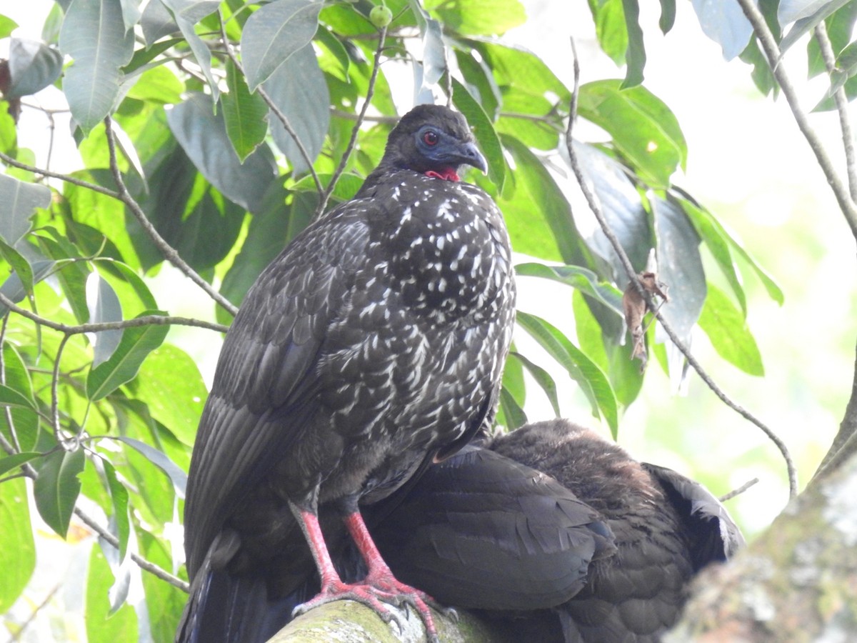 Crested Guan - ML529201781